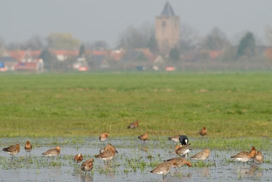 Nieuwe stelsel ANLb =