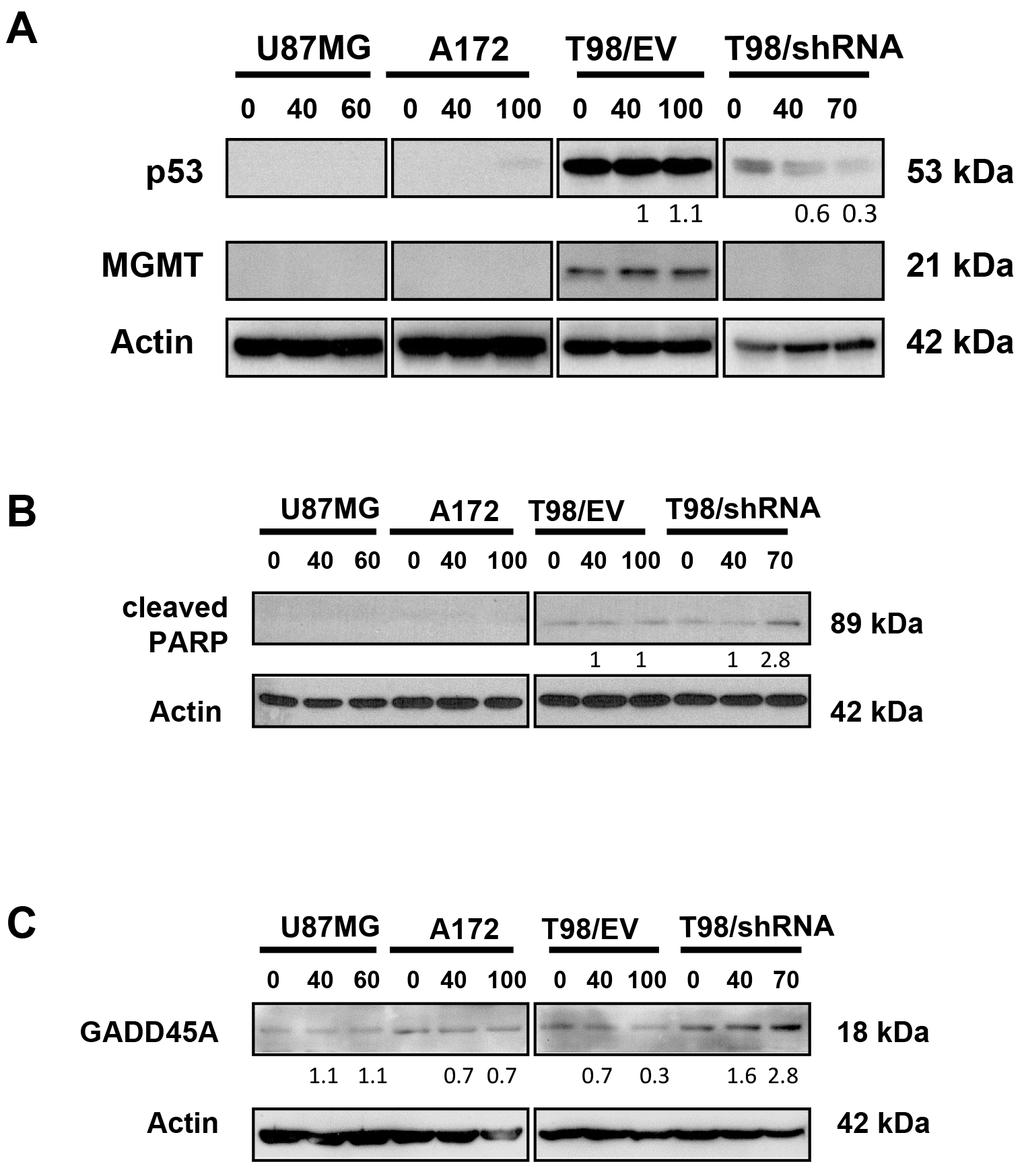 number (percentage relative to DMSO control) and viable cell number (% relative to total cell number in each experimental condition) at 24 or 72-hour time points using trypan blue exclusion assay and