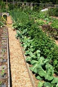 Van de hout snippers zouden de paden tussen de moestuin veldjes mee gemaakt