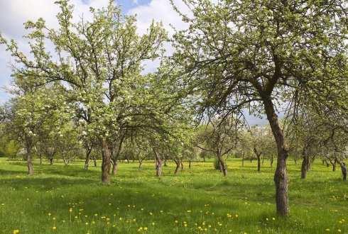 2 Inrichtingsmaatregelen Om tot het wenselijke eindbeeld te komen, moeten de volgende inrichtingsmaatregelen genomen worden; Aanplant hoogstam fruitbomen Langs de noordzijde van het plangebied worden