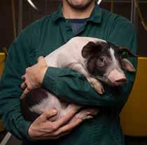 13 3.3. Beste varkensrassen PIC 280 (Duroc) 1290 biggen in de genetica test In 2018 zijn we gestart met onze zoektocht naar het lekkerste varkensvlees.