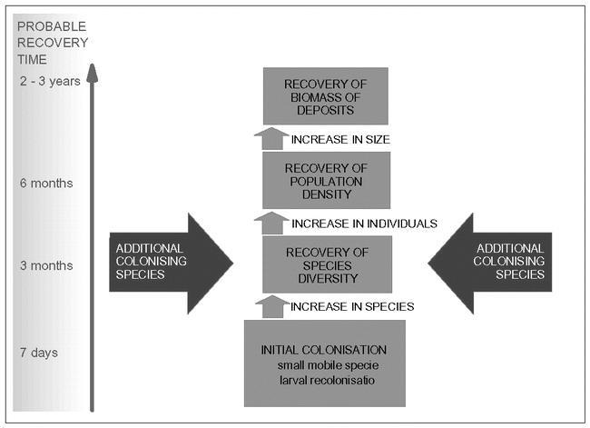 Er zijn diverse reviews over rekolonisatie, successie en structuur van macrofaunagemeenschappen in relatie tot fysische verstoring, sediment type en pre- and postsettlement processen (o.a. Hall, 1994; Snelgrove & Butman, 1994; Olafsson et al.