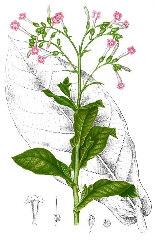 VRAAG 1: Wat is de functie van nicotine in de tabaksplant (Nicotiana Tabacum)? A. Insecten raken eraan verslaafd, ze komen steeds terug bij de plant. Dit is belangrijk voor de kruisbestuiving. B.