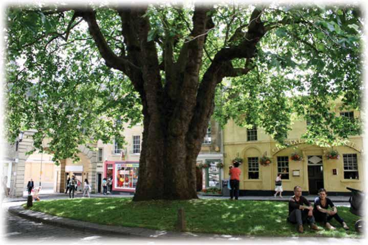 Onderzoek Duurzame bomen in stedelijk milieu Rendement en kostprijs JOS SCHENK, TREE COMPASS Pleintje in Bath (Engeland).