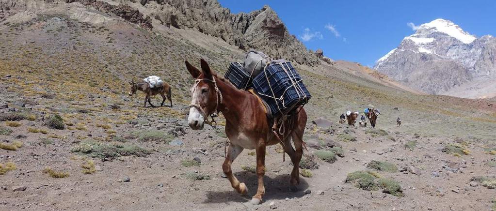 Inzet van ezels en porters Vanaf Punta del Inca tot aan het basiskamp Plaza Argentina wordt de bagage vervoerd door ezeltjes (1 ezel per 2 deelnemers, max. 60 kg per ezel).