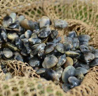 In Nederland gaat het om Zeeland met daarin de Ooster- en Westerschelde, het westelijk deel van Noord-Brabant met de Brabantse Wal en aangrenzend poldergebied.