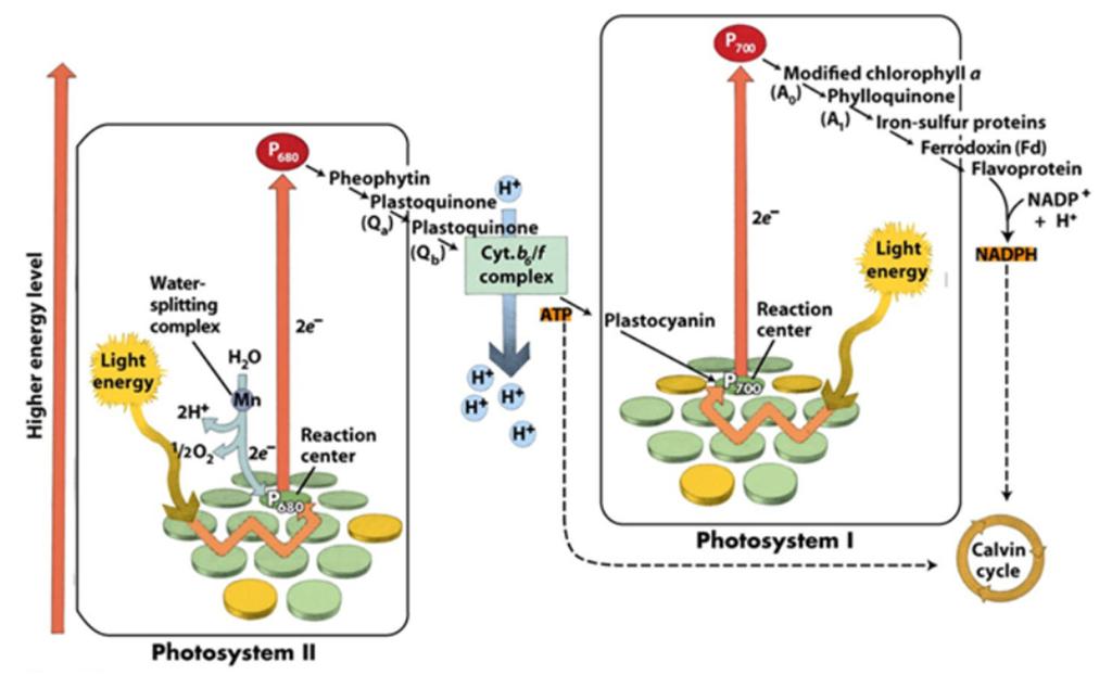 Figuur 14: Schematisch overzicht van het fotosynthese proces (www.majordifferences.com).