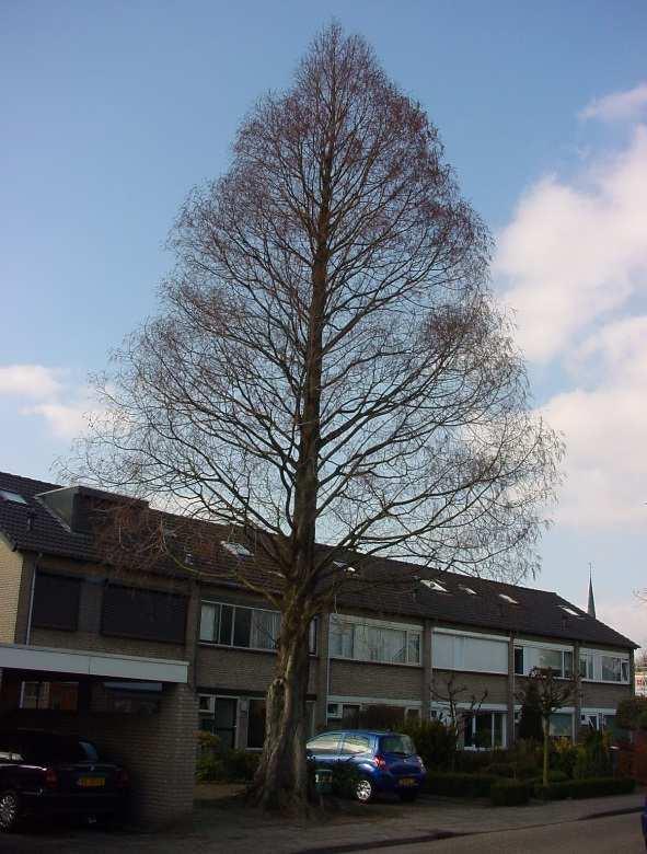 Beschermwaardige Boom nr.