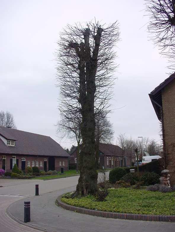 Beschermwaardige Boom nr.