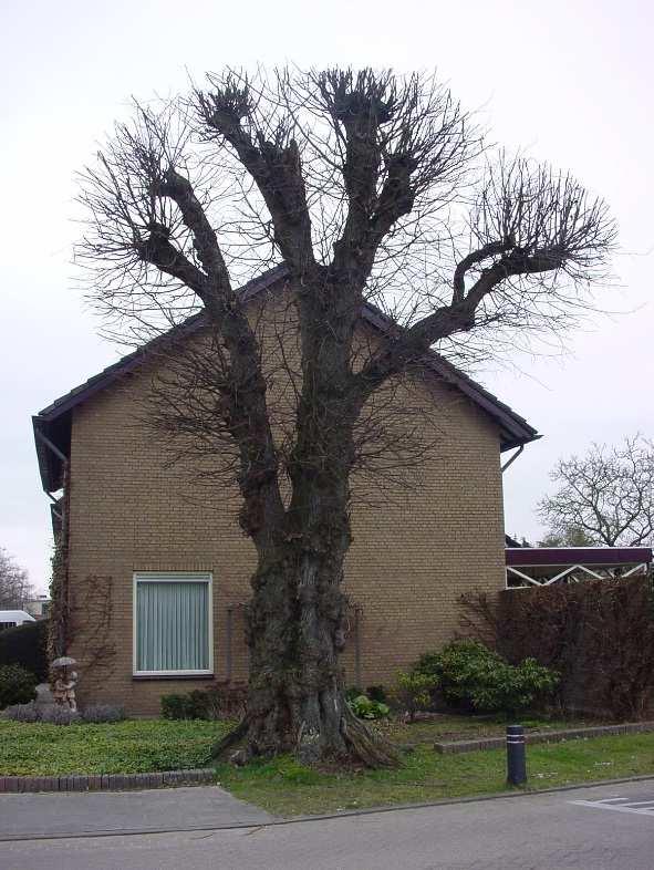 Beschermwaardige Boom nr.