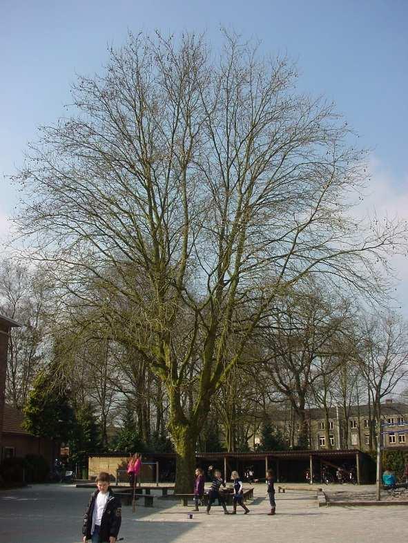 Beschermwaardige Boom nr. 66 Kruiskensweg ter hoogte van nr.