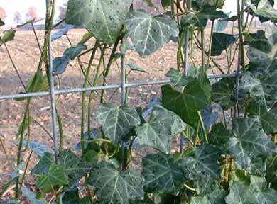 De juiste bodem? U heeft een humusrijke bodem nodig die geschikt is voor het planten van heesters. De plantsleuf dient 40 cm diep te zijn.