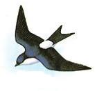 HERKENNEN VAN EEN GIERZWALUW In de lucht lijkt het silhouet van de gierzwaluw op een ankertje. De vleugel-punten zijn naar achteren gericht en de staart is kort en gevorkt.