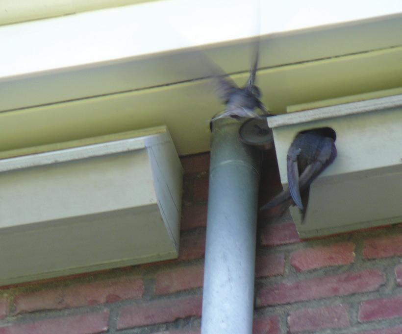 Houten nestkasten Is de constructie van de goot zo veranderd dat er geen broedruimte meer mogelijk is dan kan op de invliegplaats een houten gierzwaluwkast worden opgehangen.