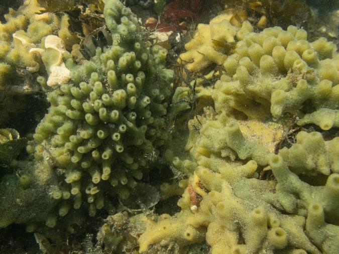 subulata), Veelvertakt pluimwier (Dasysiphonia japonica), Vlak geleiwier (Gelidium vagum), Slijmerige drakentong (Grateloupia turuturu) en Struikbuiswier (Polysiphonia harveyi) komen massaal voor op