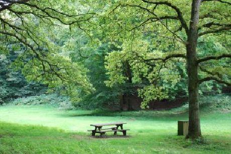 Graslandjes in het bos Her en der wandel je midden in het bos langsheen frisgroene strookjes grasland. Ze zijn een lust voor het oog en woorden meestal delle genoemd.