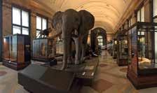 (7-9) uitstap: afrikamuseum en recreatiedomein hofstade Deze voormiddag brengen we een bezoekje aan het pas vernieuwde Afrikamuseum in Tervuren, de moeite waard!