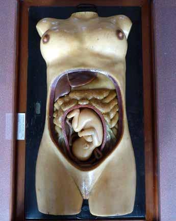 federatienieuws Van wasmodel tot kunststofmodel Expositie in Domus Medica In de Domus Medica is een kleine expositie ingericht over de ontwikkeling van het anatomische wasmodel.
