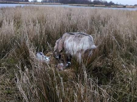 We leggen de kleine vervolgens voor de moeder neer zodat de moeder de kleine kan schoonlikken en moeder in dezelfde houding haar tweede (en