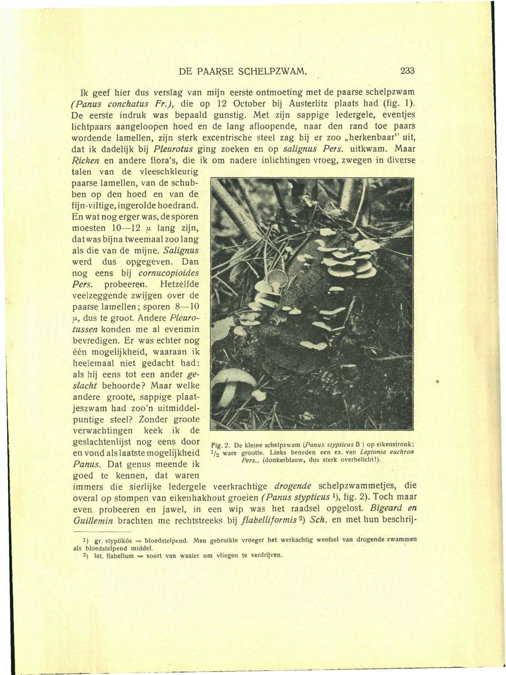 DE PAARSE SCHELPZWAM. 233 Ik geef hier dus verslag van mijn eerste ontmoeting met de paarse schelpzwam (Panus conchatus Fr.), die op 12 October bij Austerlitz plaats had (fig. 1).