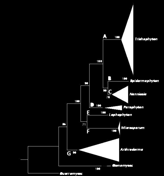 dermatofyten Gestructureerde update door De Hoog et al. 2016 Naamgeving op genus-niveau: 1. Welke clades zijn er? 2. Welke genusnamen zijn beschikbaar voor elke clade?