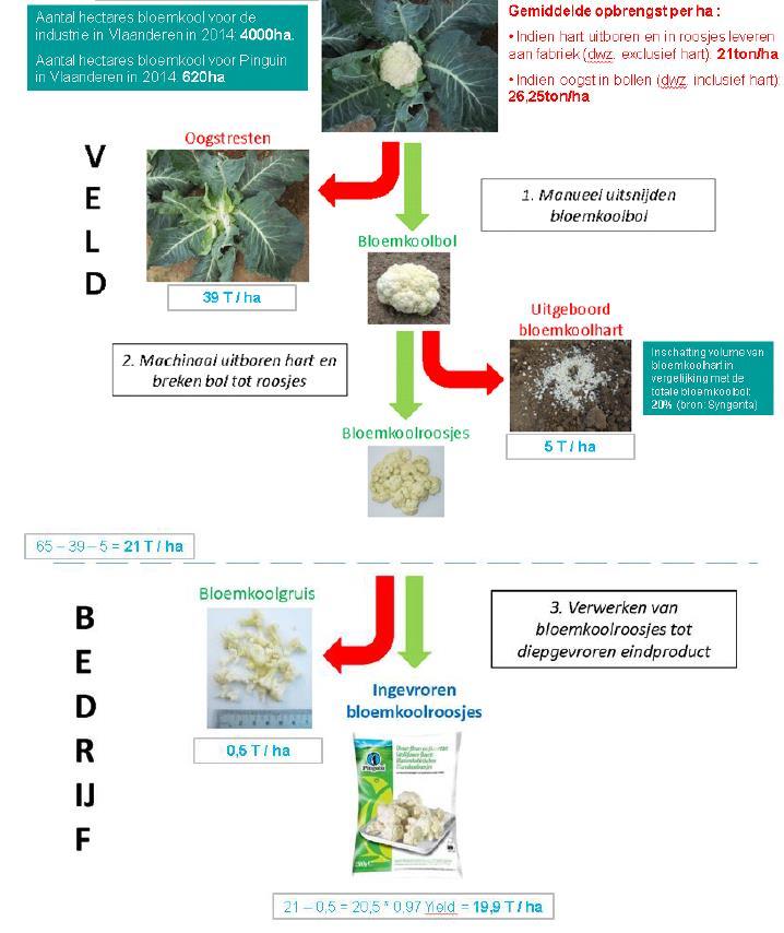 SUSKOOL project aanleiding 65-85 t/ha 39-50 t/ha 5 t/ha Benuttingsgraad bloemkoolbiomassa voor aanvang project: 19,9/65 = 30,7