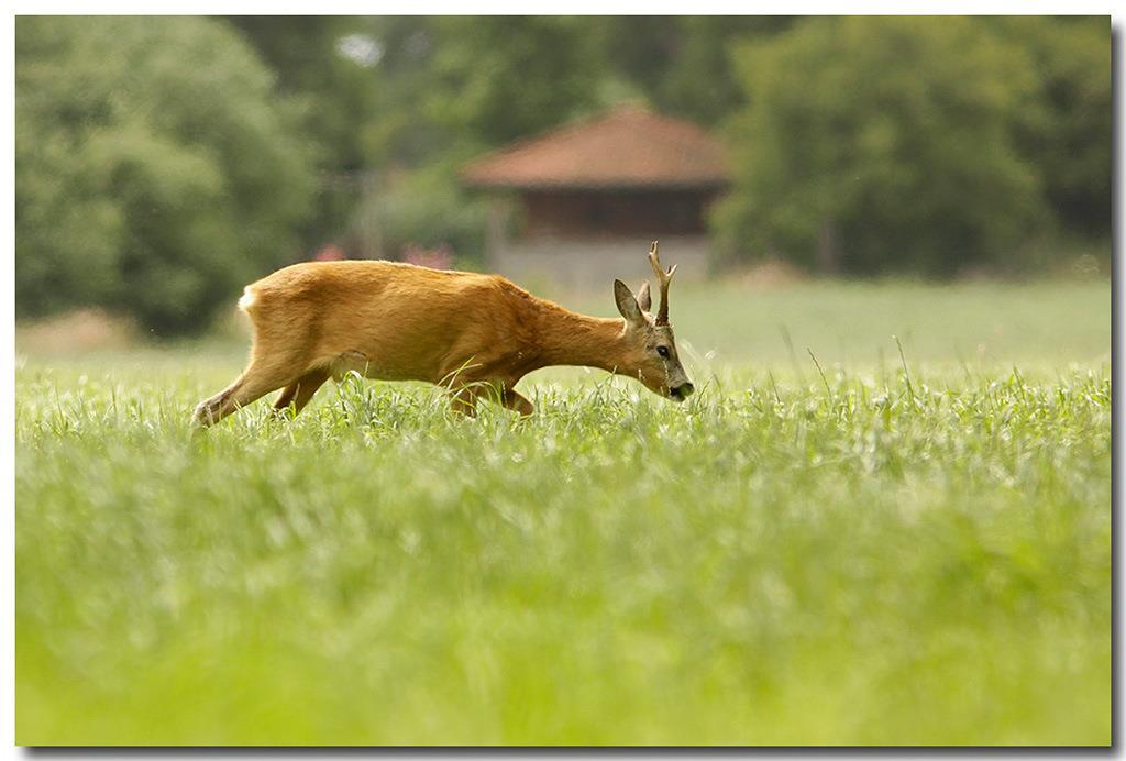 Langs de slootkant ontdekken we een prachtige orchide, dus