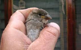 In de winter vinden mensen vaak zieke en zwakke vogels.