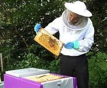 6. De honing Hoe haalt de imker de honing uit zijn kast?