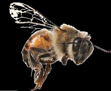 1. Bijen Het volk Bijen wonen