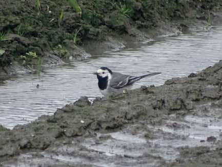 Greydanus De TURELUUR wordt ook weer gade geslagen in West-Friesland.