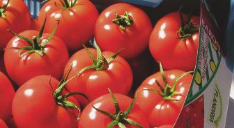 Thema Rassenproef losse tomaten doorteelt 2006 Nieuwe variëteiten getest op hun kwaliteiten als losse tomaat Zowel voor het segment Baron als voor het segment Prince werden een aantal nieuwe