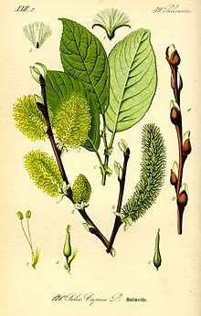 Wilgen Salix spec Breedbladige wilgen Smalbladige wilgen Groeikrachtig
