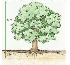 1995) Worteldiepte hangt af van de soort, bodem, grondwaterstand Jonge bomen maken