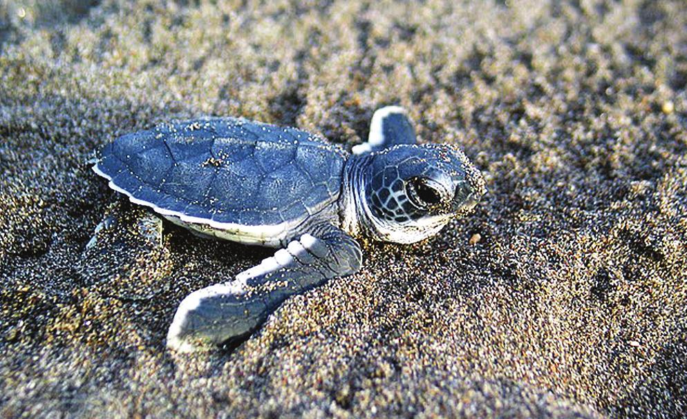 e levensreis van de groene zeeschildpad Uit Turtle Travels oor Gary Miller Uit het zand Het is een heldere nacht in augustus.