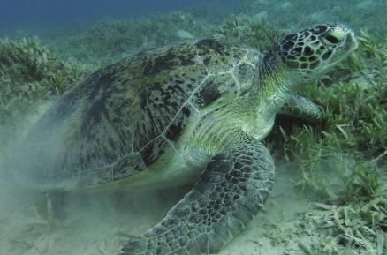 Het water in Wanneer de babyzeeschildpad de oppervlakte van het zand bereikt heeft, trekt de weerspiegeling van het maanlicht op de oceaan haar aan.