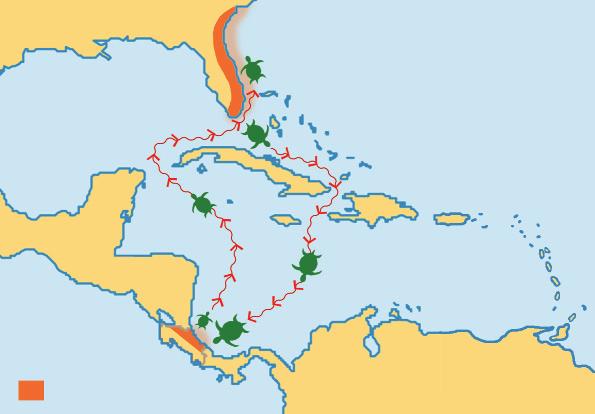 osta rica Strand van de groene zeeschildpad FLORI, merika e zeeschildpad moet tot wel 000 kilometer afleggen, maar ze is goed uitgerust voor de reis. Haar zwemvliezen zijn als vleugels.