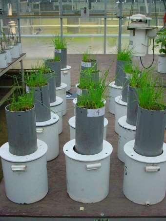 Soil columns with (2x) more fungal biomass (after 4 weeks in greenhouse) Soil from Aver Heino, Centre for Organic Dairy Farming Crop yield not different (grass-clover) Lower N 2 O