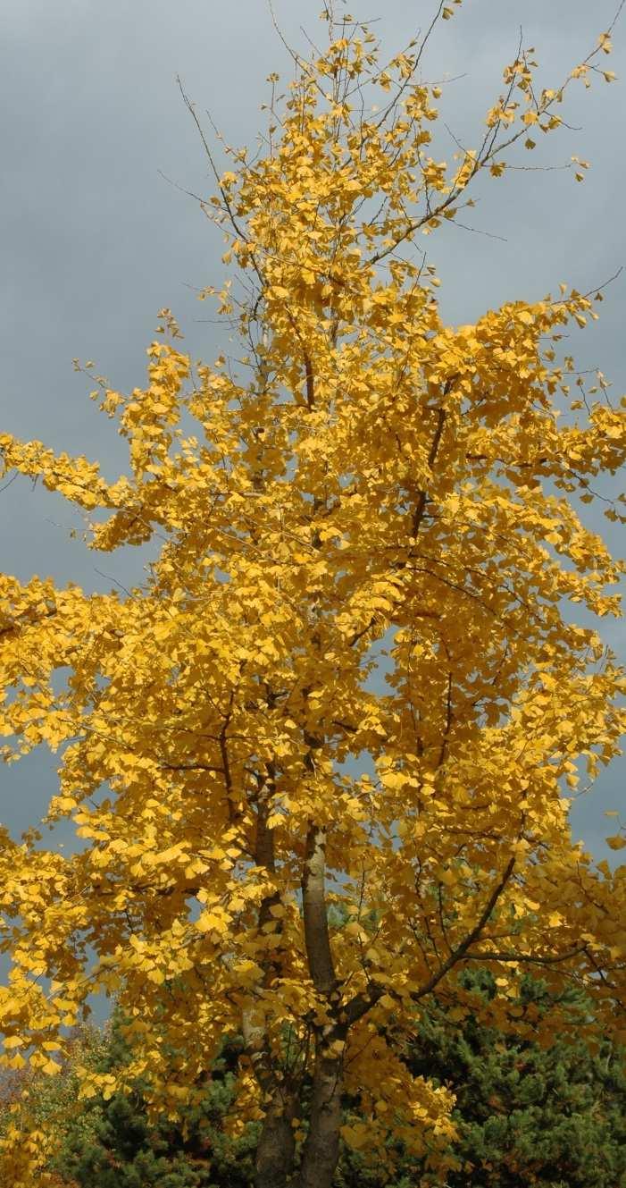 Herfstkleuren bekende soorten Herfstkleuren Ginkgo biloba Acer palmatum Liquidambar