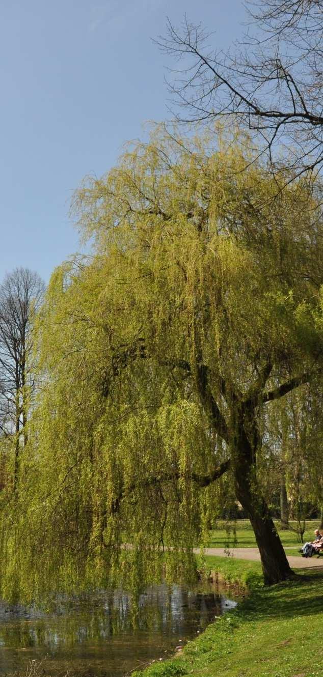 vakbeplanting Plantvormen bekende soorten Salix