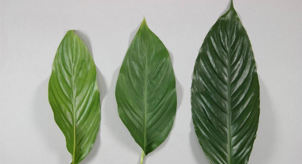 4 Bladschijf: groene kleur Gewas: Spathiphyllum Versie datum: