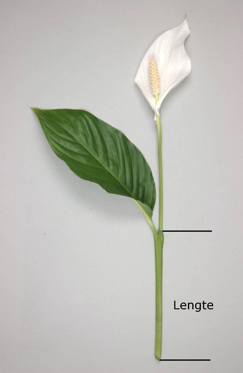 6 Bladsteel: lengte van de bladschede Gewas: Spathiphyllum Versie datum: 06-02-2006 Voor het doen van scheutmetingen worden bij voorkeur scheuten geselecteerd met daarop een bloem in het stadium