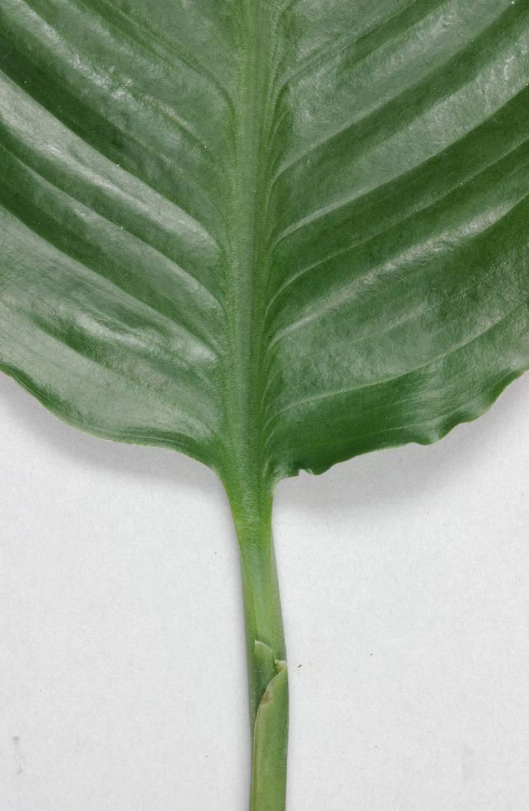 8 Bladsteel: kleur van de bovenzijde ten opzichte van de bladschijf Gewas: Spathiphyllum