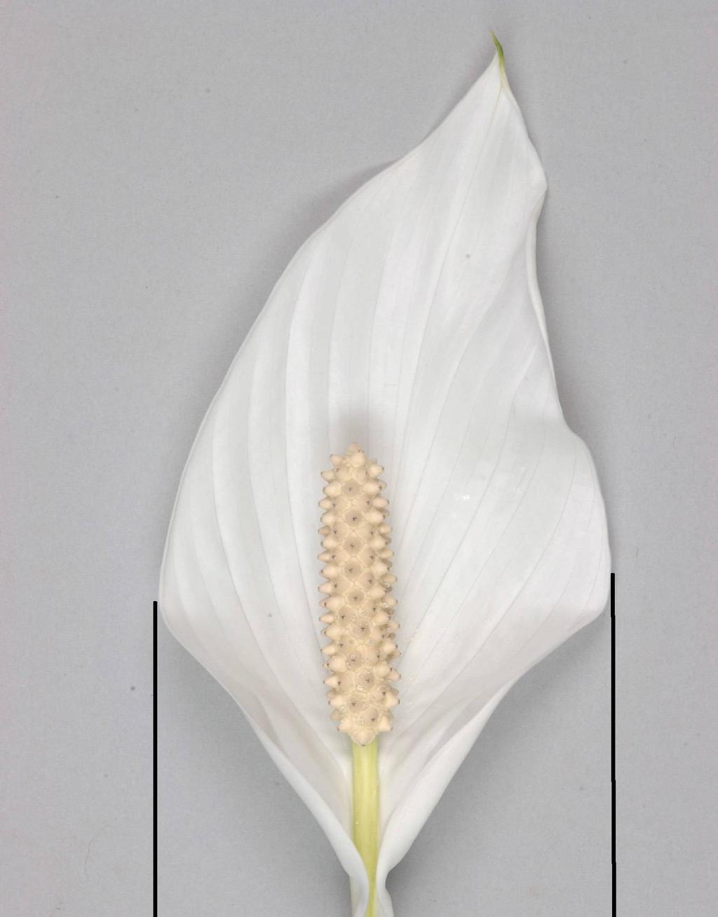 12 Spatha: breedte Gewas: Spathiphyllum Versie