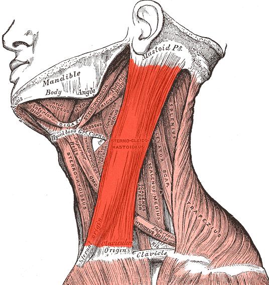 (musculus