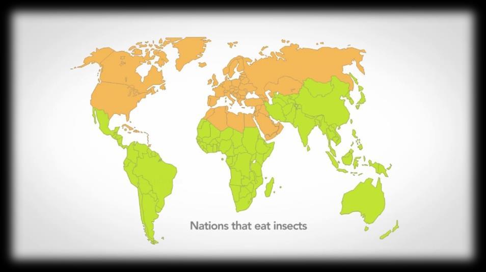 Wat ook nog eens handig is, is dat insecten in tropische landen in grote hoeveelheden en in grote groepen leven.