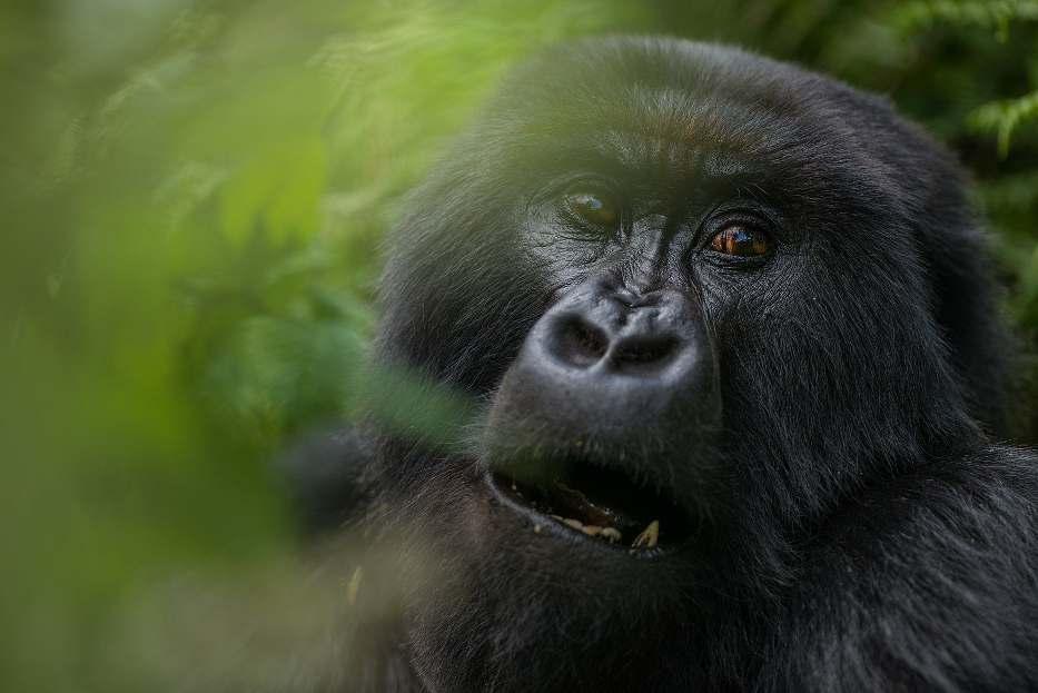 Oeganda - Gorilla's, chimpansees en meer (11 dagen, 10 nachten) Oeganda is één van Oost-Afrika's minder bekende safaribestemmingen, al heeft het heel wat moois te bieden.