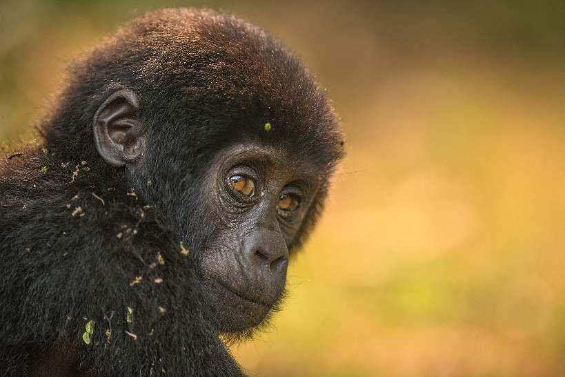We worden ontvangen door een gids die ons meer zal vertellen over de gorillagroep die we gaan bezoeken. Het is onmogelijk te voorspellen hoelang we zullen moeten stappen om deze groep te bereiken.