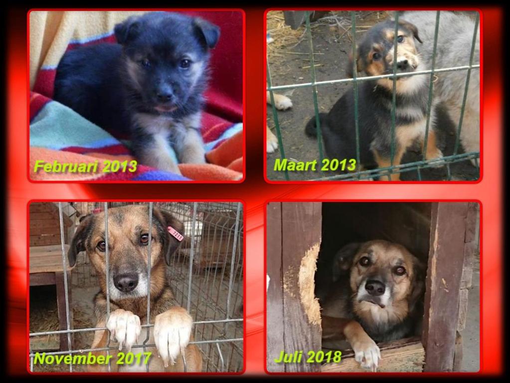 -6- In de asielen zijn in totaal tegen de 150 honden en zo n 40 katten. Sommige honden komen we al sinds het begin van onze reizen naar Roemenië in oktober 2013 tegen.