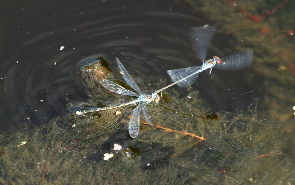 Rijnland heeft van de mogelijkheid gebruik gemaakt voor correctie van de doelen van de vier ecologische kwaliteitselementen. Dit was nodig omdat: - De huidige doelen inhoudelijke fouten bevatten.